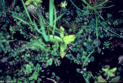 Pinguicula grandiflora