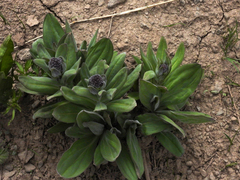 Solenanthus circinnatus