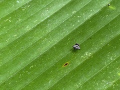 Gasteracantha doriae