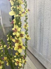 Verbascum