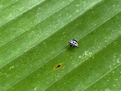 Gasteracantha doriae