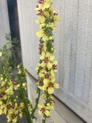 Verbascum