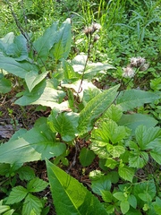 Saussurea controversa