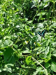 Graphium sarpedon connectens