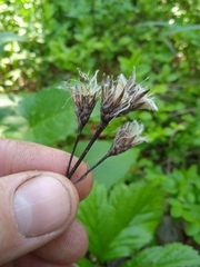 Saussurea controversa