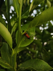 Longipes