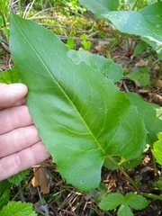 Saussurea controversa
