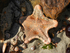 Pentagonaster pulchellus