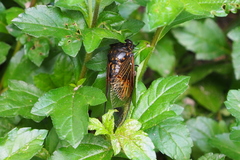 Cryptotympana mandarina