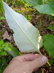 Saussurea controversa