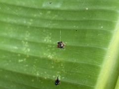 Gasteracantha doriae