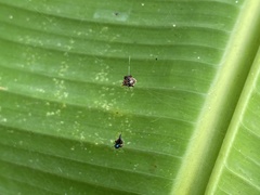 Gasteracantha doriae