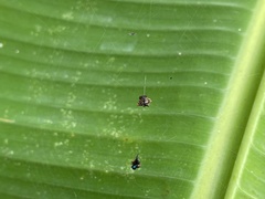 Gasteracantha doriae