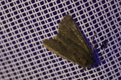Lacanobia suasa