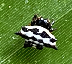 Gasteracantha doriae