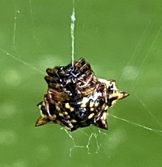 Gasteracantha doriae