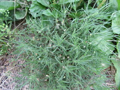 Erigeron divaricatus