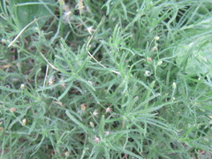 Erigeron divaricatus