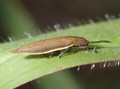 Eurispa albipennis
