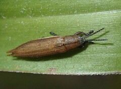 Eurispa albipennis