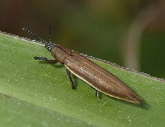 Eurispa albipennis