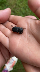 Dorcus parallelipipedus
