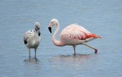 Phoenicopterus chilensis