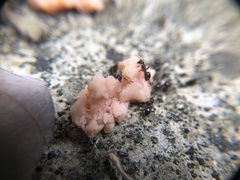 Nylanderia bourbonica