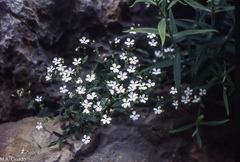Petrocoptis glaucifolia