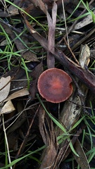 Cortinarius persplendidus