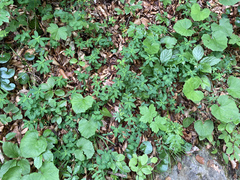 Euphorbia angulata