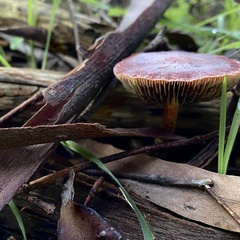 Cortinarius persplendidus