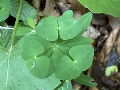 Euphorbia angulata
