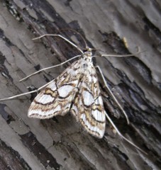 Elophila ekthlipsis