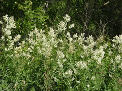 Koenigia alpina