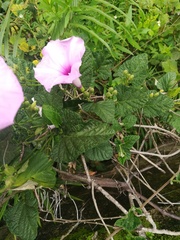 Ipomoea jalapa
