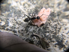 Camponotus tonkinus
