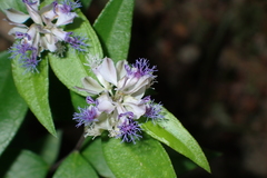 Polygala hongkongensis