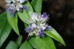 Polygala hongkongensis