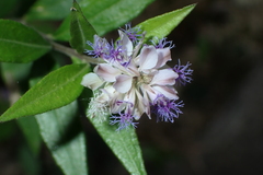 Polygala hongkongensis