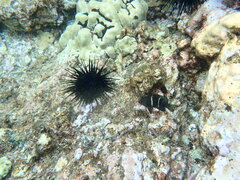 Plectroglyphidodon sindonis