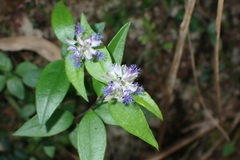Polygala hongkongensis