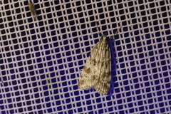 Scoparia pyralella