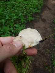 Tyromyces galactinus