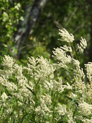 Koenigia alpina