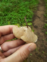 Tyromyces galactinus