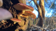 Gymnopilus purpuratus