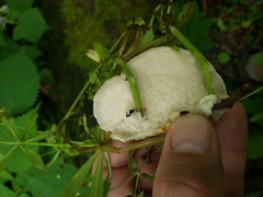 Tyromyces galactinus