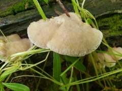 Tyromyces galactinus