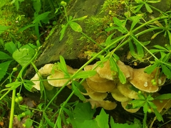Tyromyces galactinus